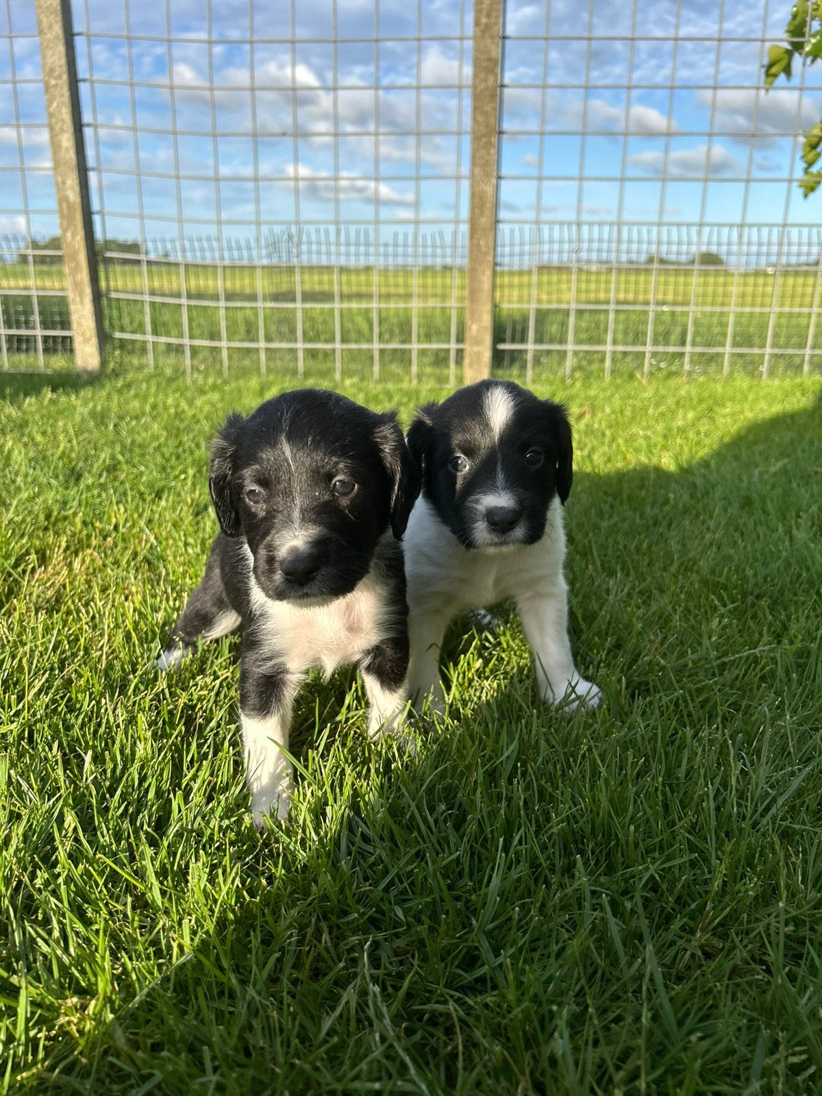 Stabij pups, Dieren en Toebehoren, Honden | Retrievers, Spaniëls en Waterhonden, Overige rassen, 8 tot 15 weken, Meerdere, Meerdere dieren
