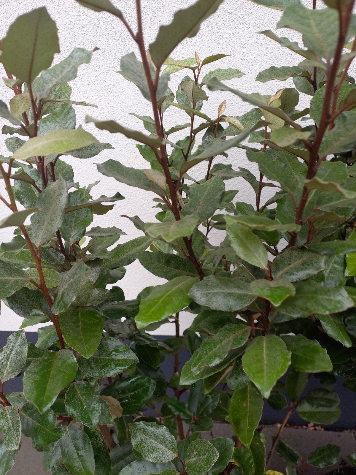 Eleagnus 80-100 cm in 5 liter pot, Ophalen, Vaste plant