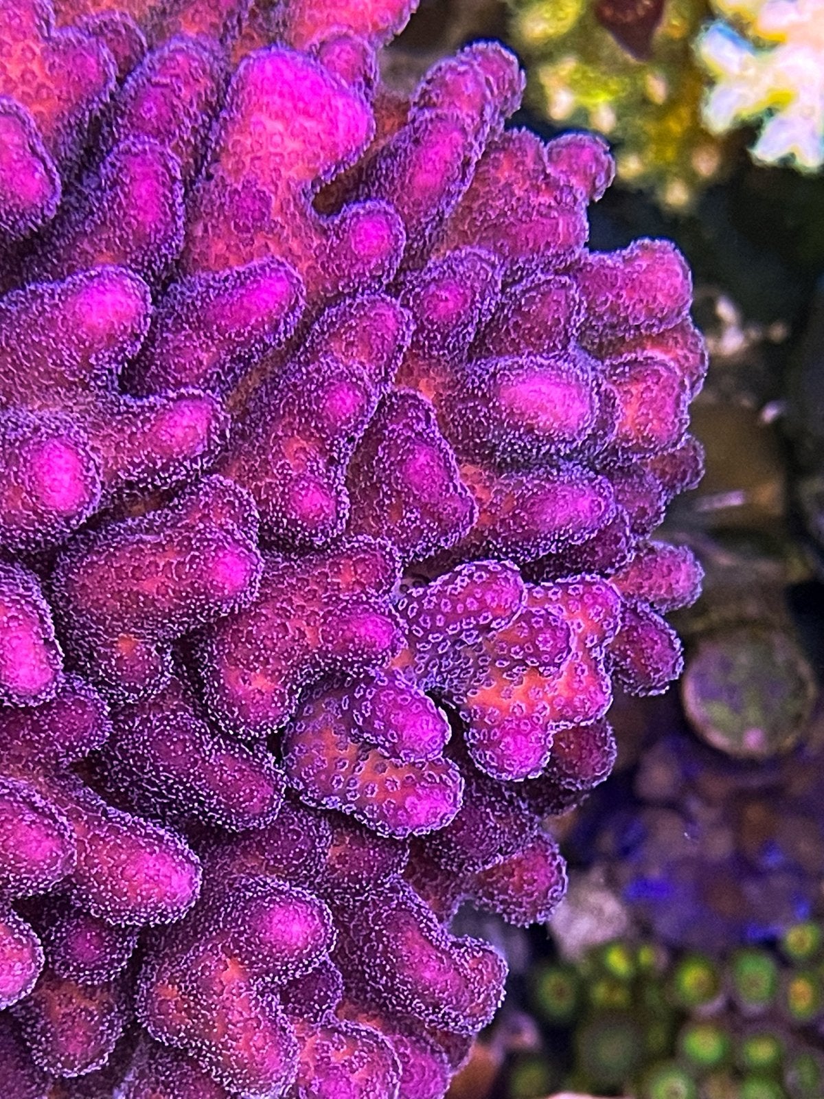 Stylophora tonga stekken, Overige typen