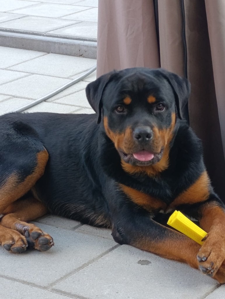 Rottweiler te koop, Dieren en Toebehoren, 15 weken tot 1 jaar, Reu, Eén hond, CDV (hondenziekte)