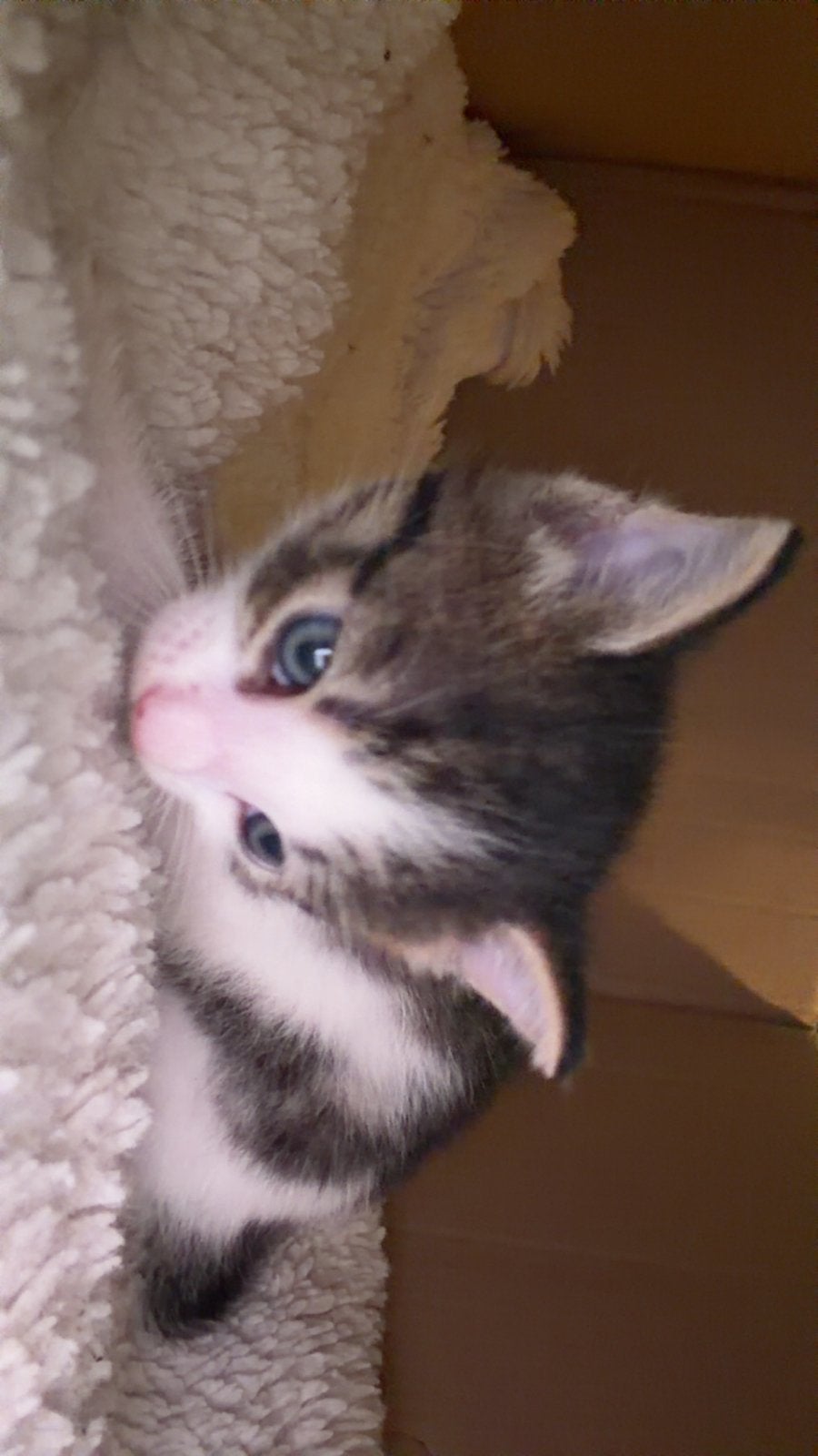 Kittens