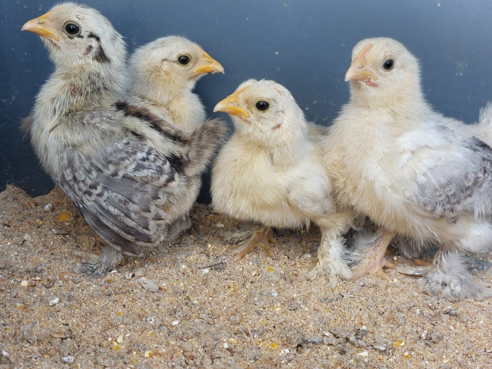 Cochin kriel kuikens F1 zijdeveer x gladveer, Dieren en Toebehoren, Pluimvee, Meerdere dieren, Kip