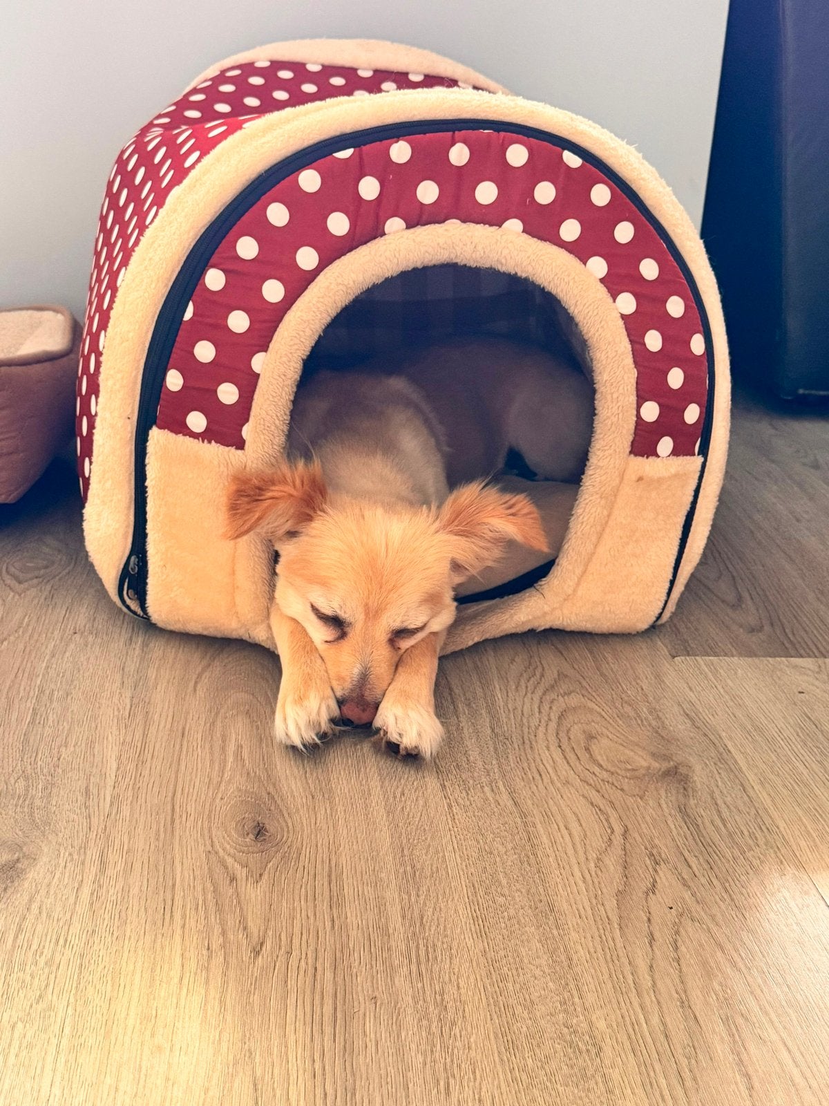 Miky zoekt nieuwe baasje, 6 jaar of ouder, Reu, Eén hond, Middel