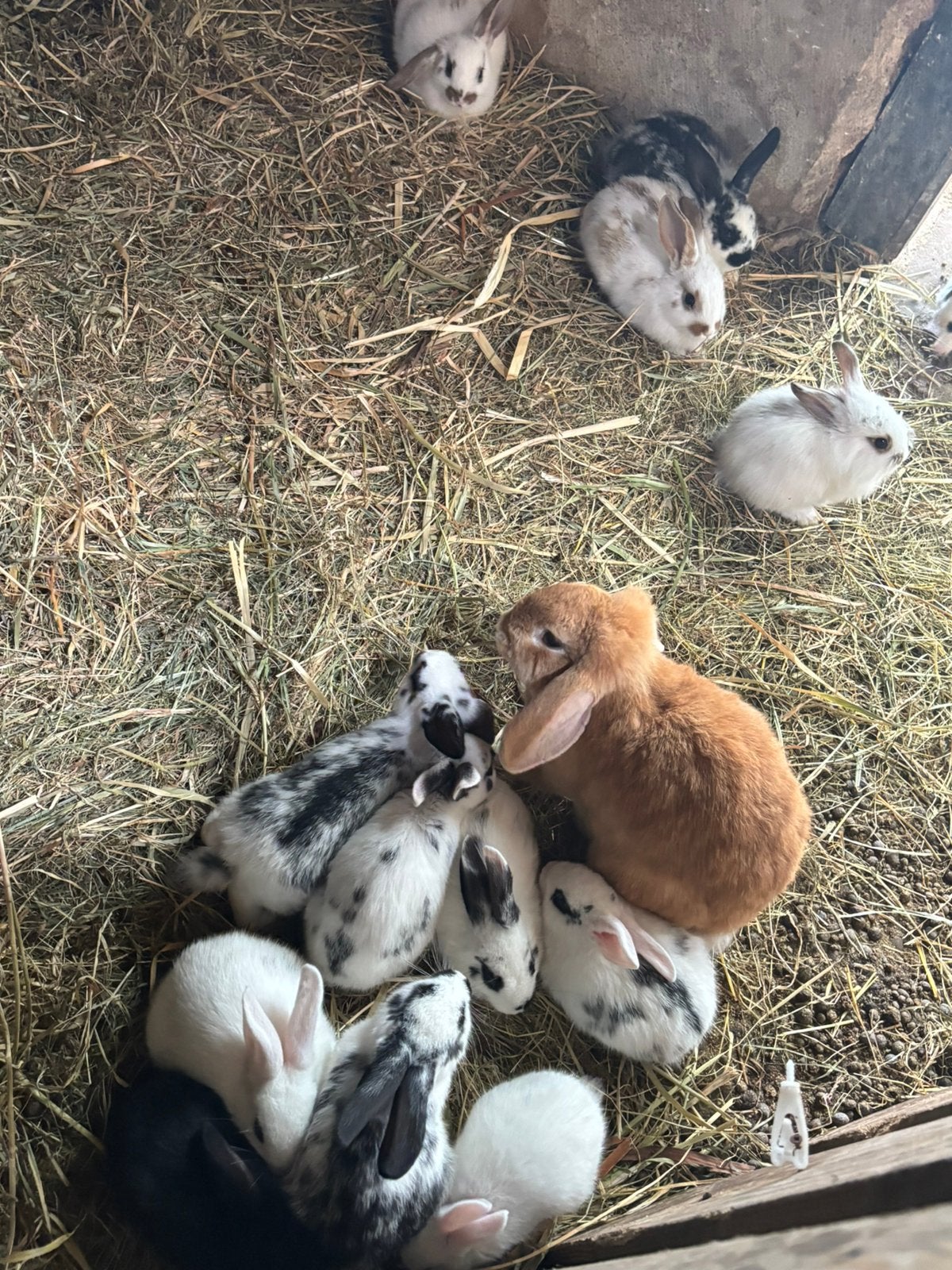 Baby konijntjes €5,- per stuk, Dieren en Toebehoren, Meerdere dieren