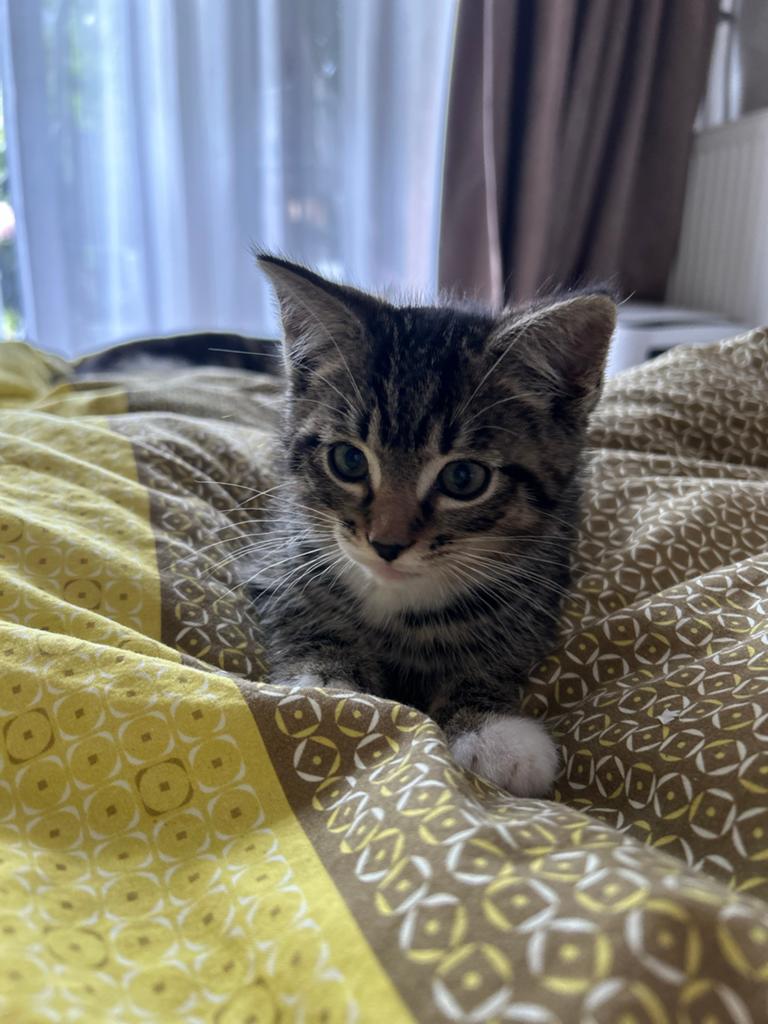 Lieve kittens te koop!, Kater, 0 tot 2 jaar