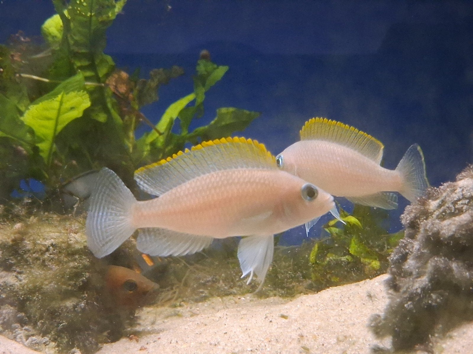Neolamprologus caudopunctatus Tanganyka Tanganyika, Dieren en Toebehoren, Vis