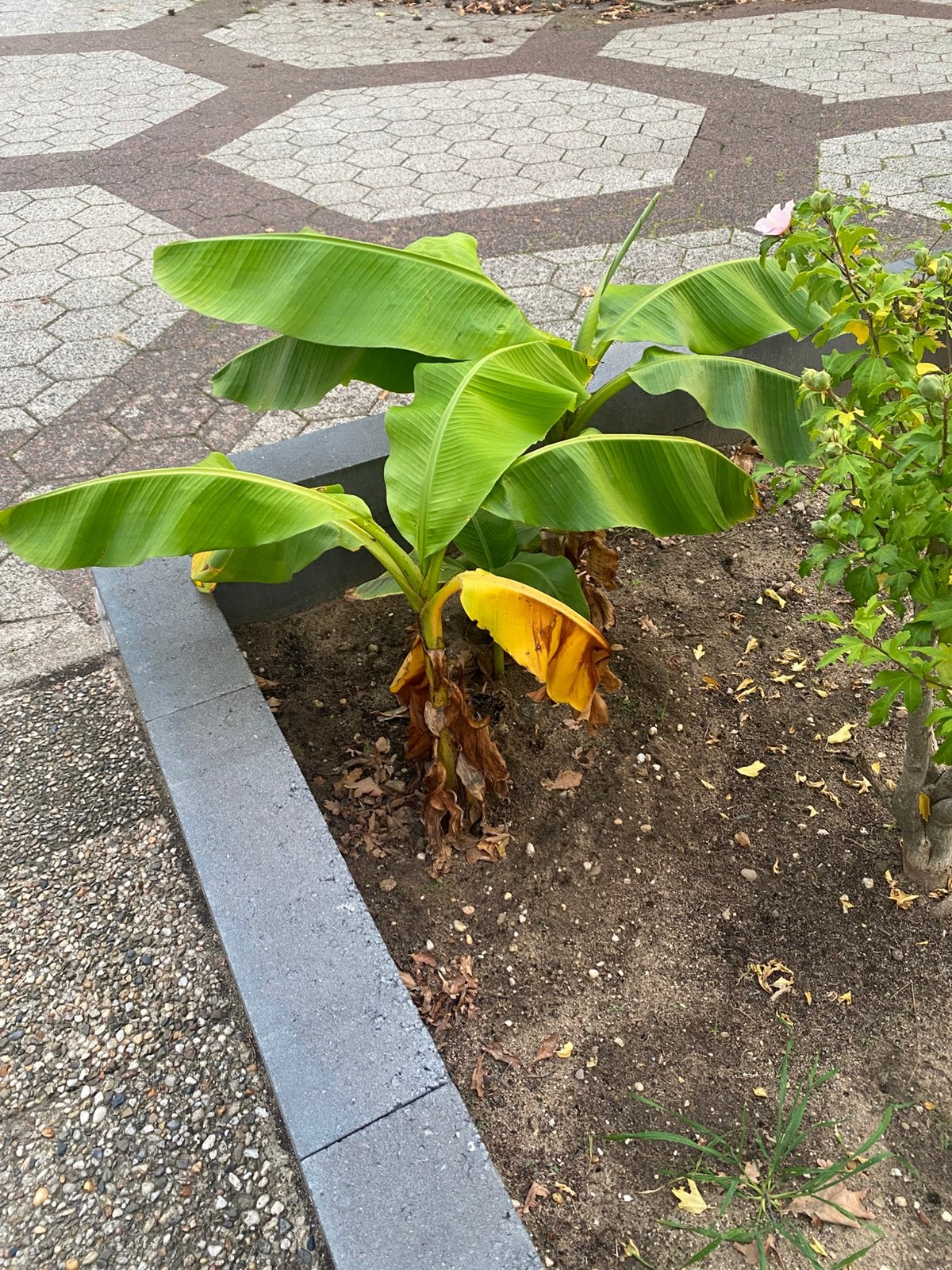 Musa basjoo banaan, Ophalen, Bloeit niet, Overige soorten, Halfschaduw