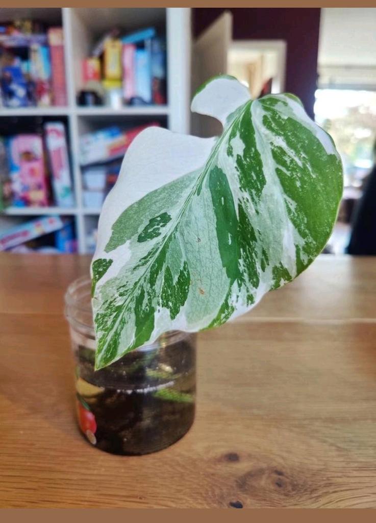 Monstera variegata stek, Huis en Inrichting, Kamerplanten, Ophalen, Halfschaduw, Minder dan 100 cm