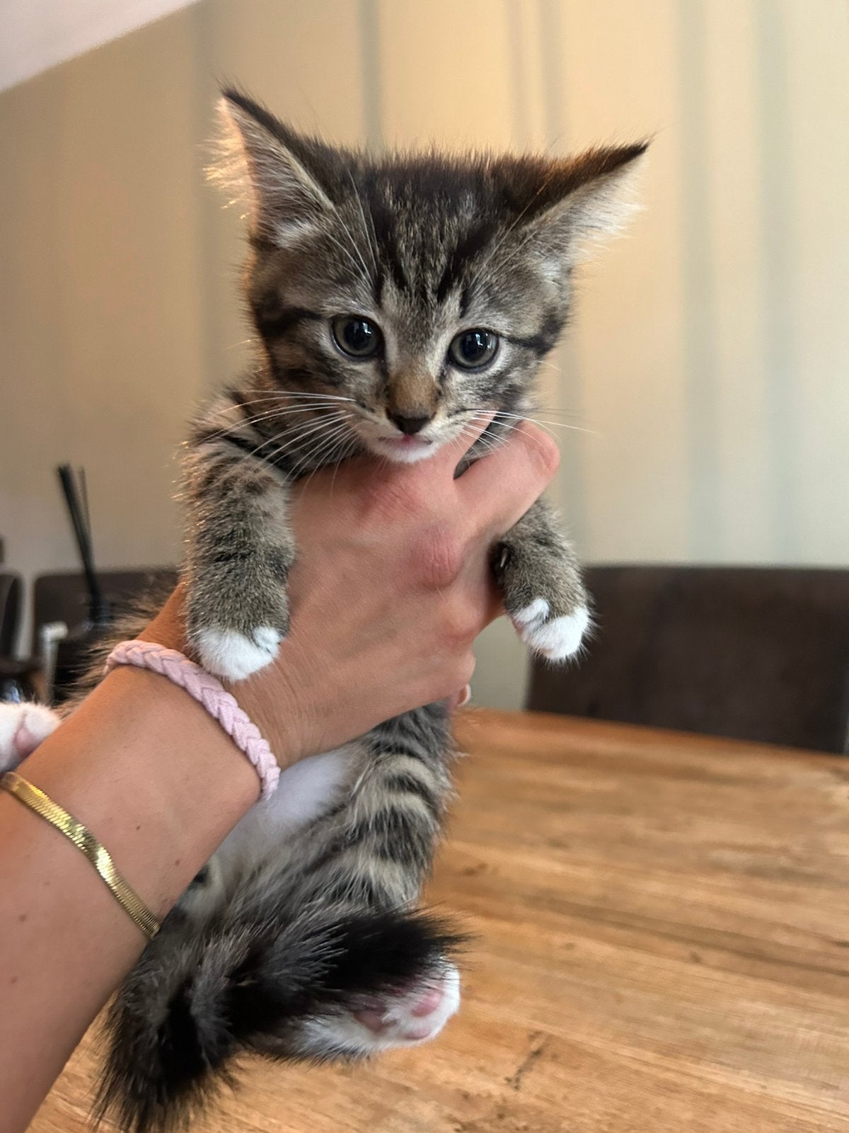 2 lieve kittens te koop, Meerdere dieren, Ontwormd