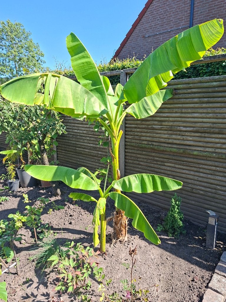 bananaen planten, Overige soorten, Vaste plant, Ophalen of Verzenden, Halfschaduw