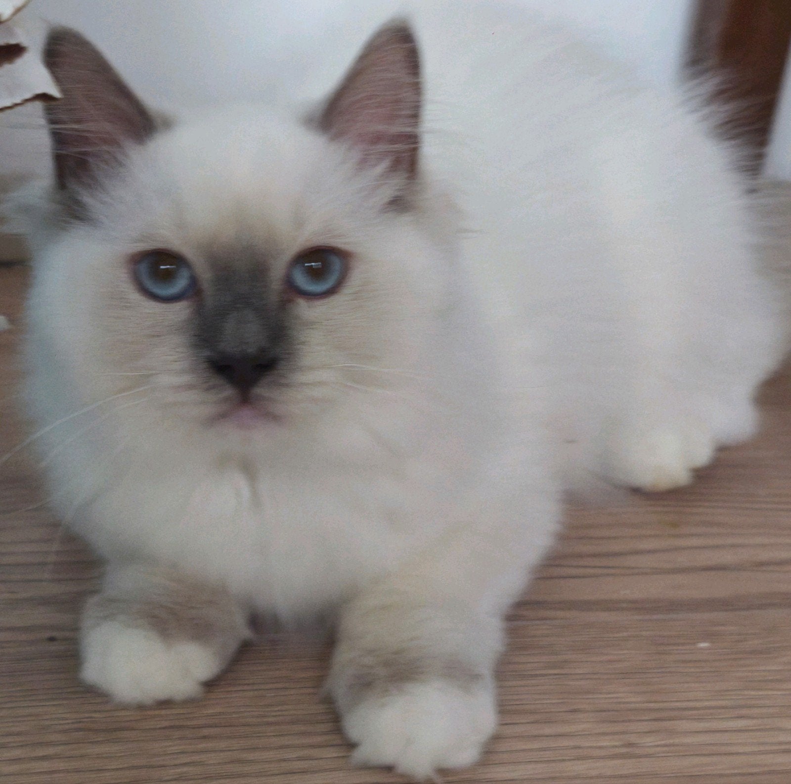 Nog 3 lieve Ragdoll kittens!, Meerdere dieren, Gechipt, 0 tot 2 jaar