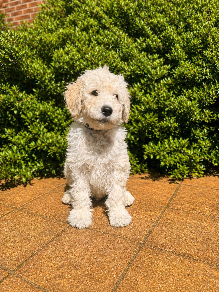 Mooie labradoodle pups zoeken een huisje🏠, Overige rassen, 8 tot 15 weken, Meerdere, Meerdere dieren