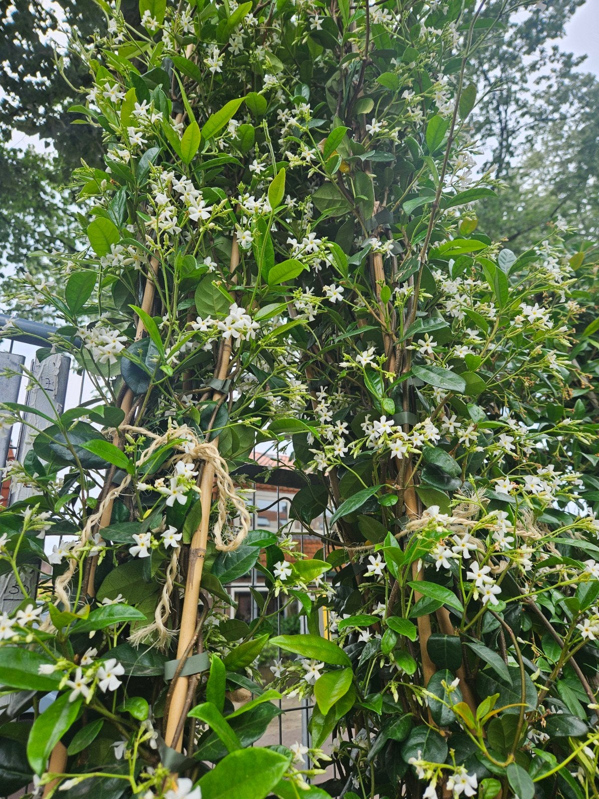 Toscaanse Jasmijn in diverse maten, ook voor terras pot, Overige soorten, 100 tot 250 cm, Zomer, Ophalen