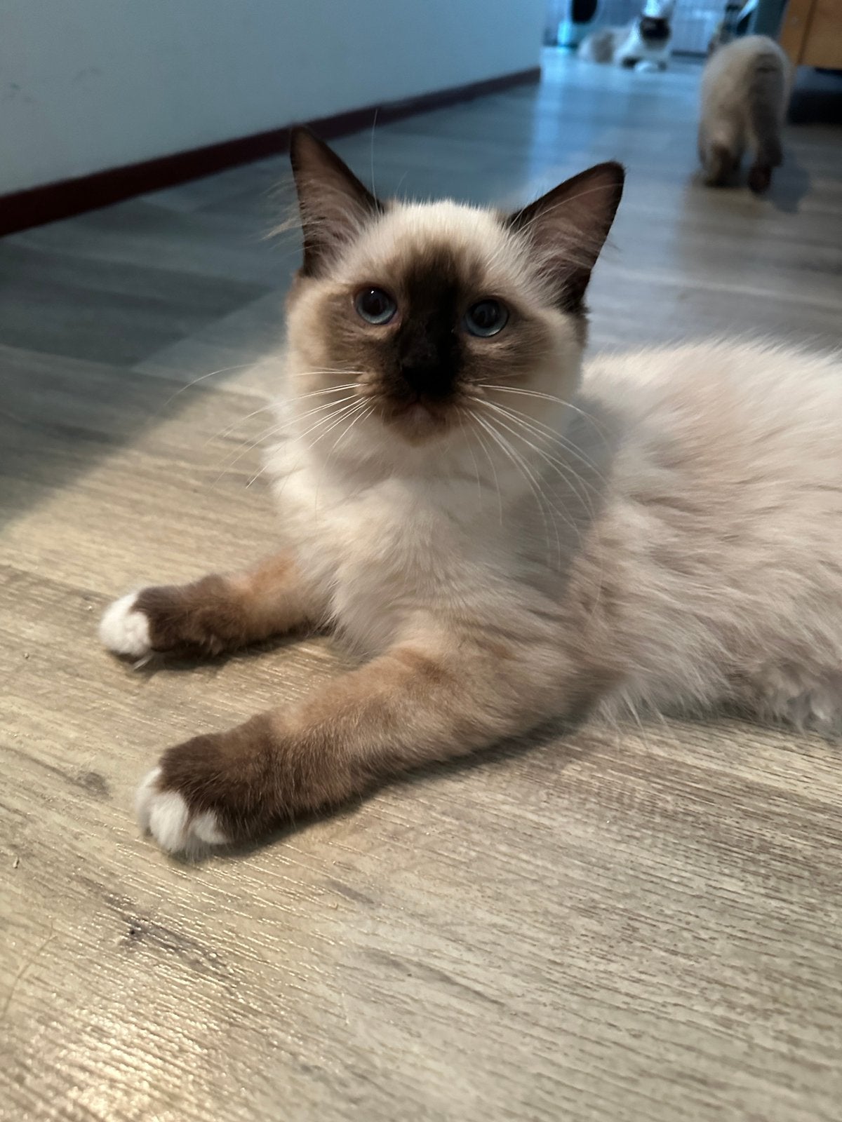 Nog 1 poesje te koop 100% prachtige ragdoll, Dieren en Toebehoren, Meerdere dieren, Ontwormd