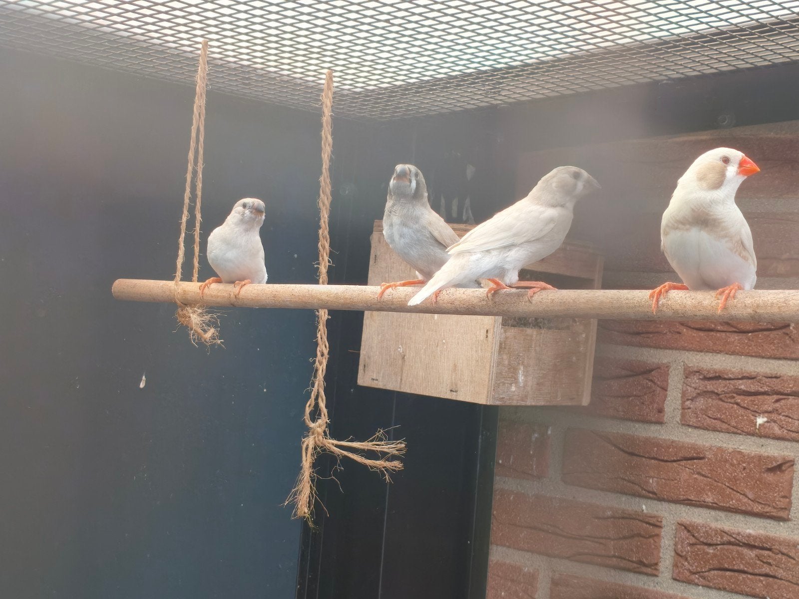 Jonge zebravinken, Meerdere dieren