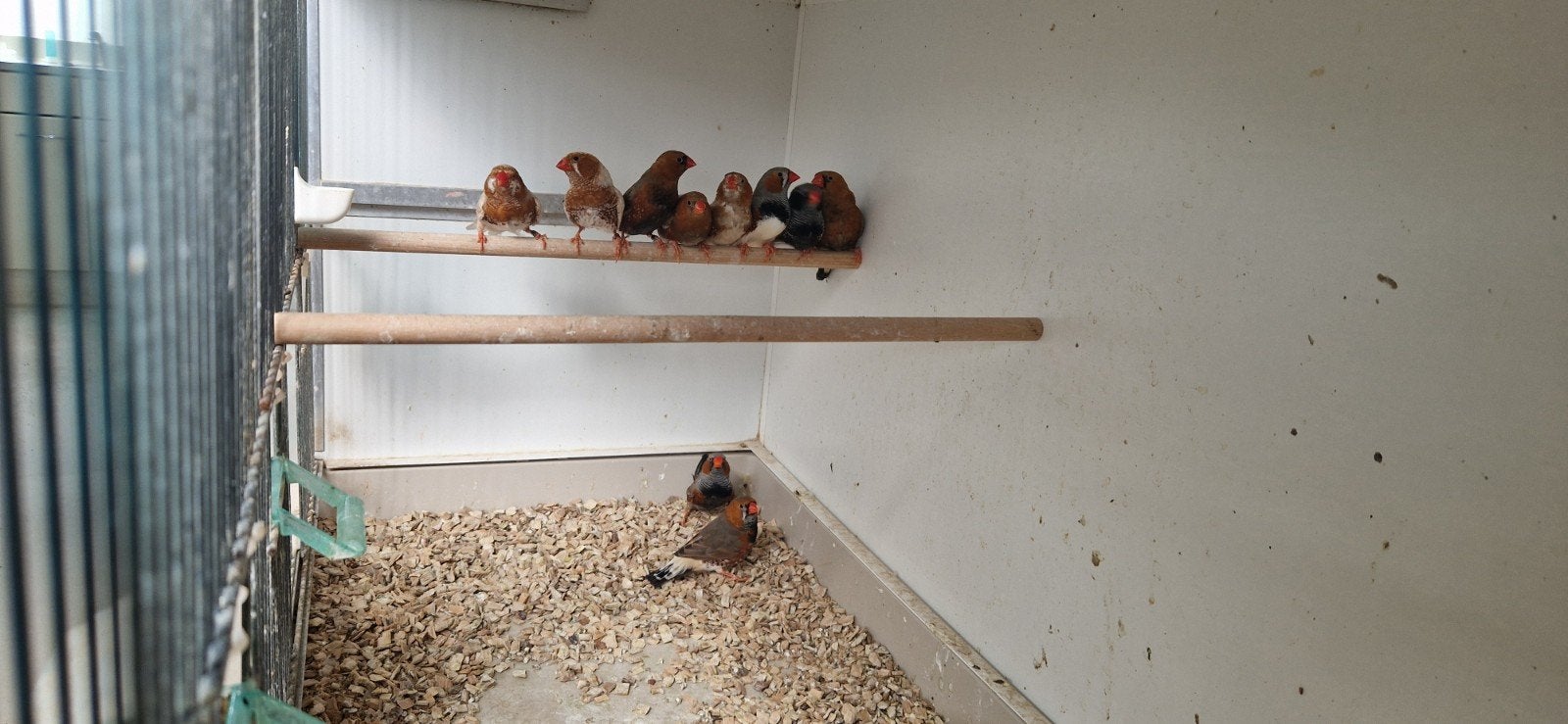 Zebravink mannen, Mannelijk, Tropenvogel, Geringd