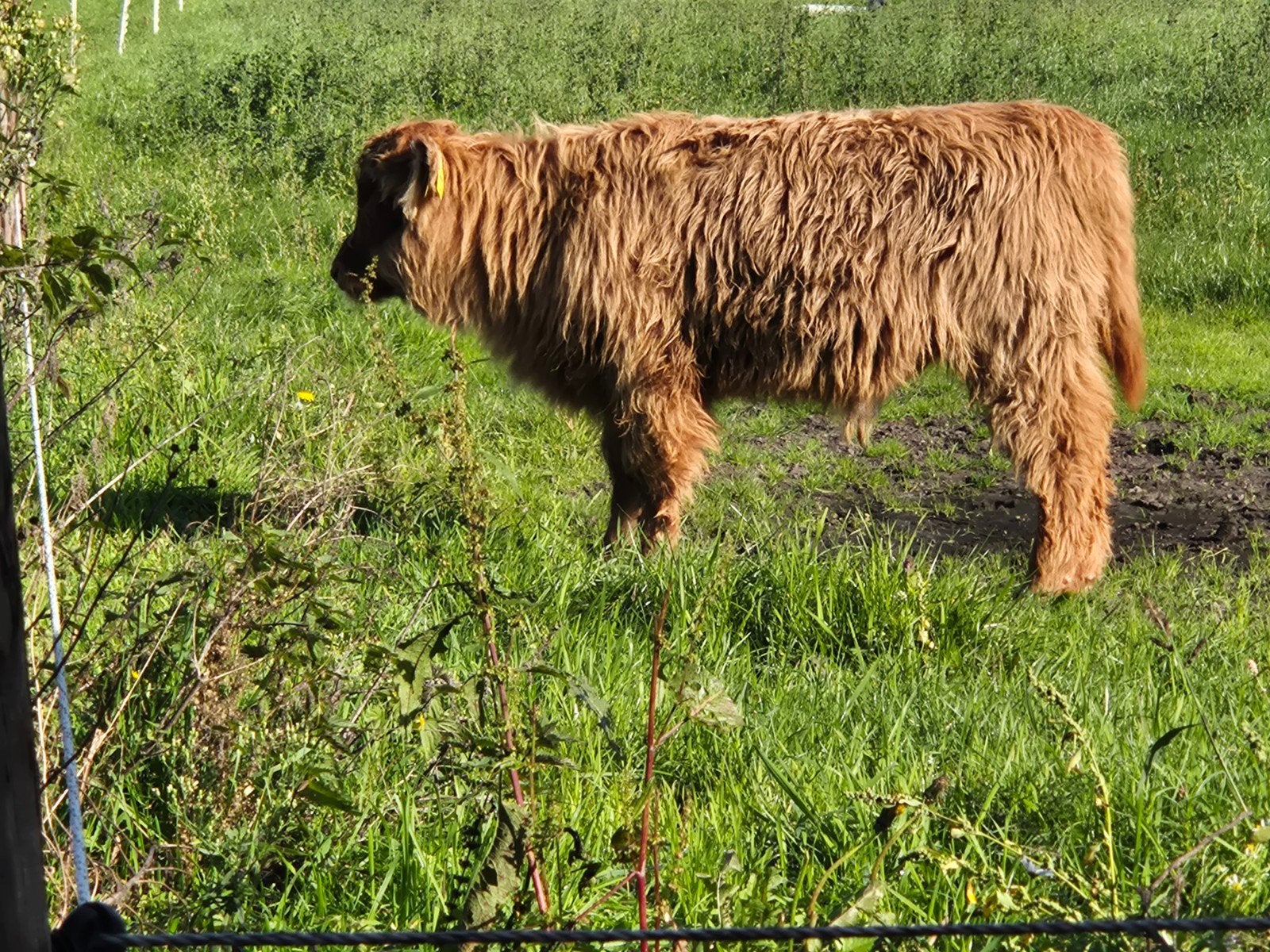 schotse hooglanders 2 stierkalveren en 1 vaars, Dieren en Toebehoren, Meerdere dieren