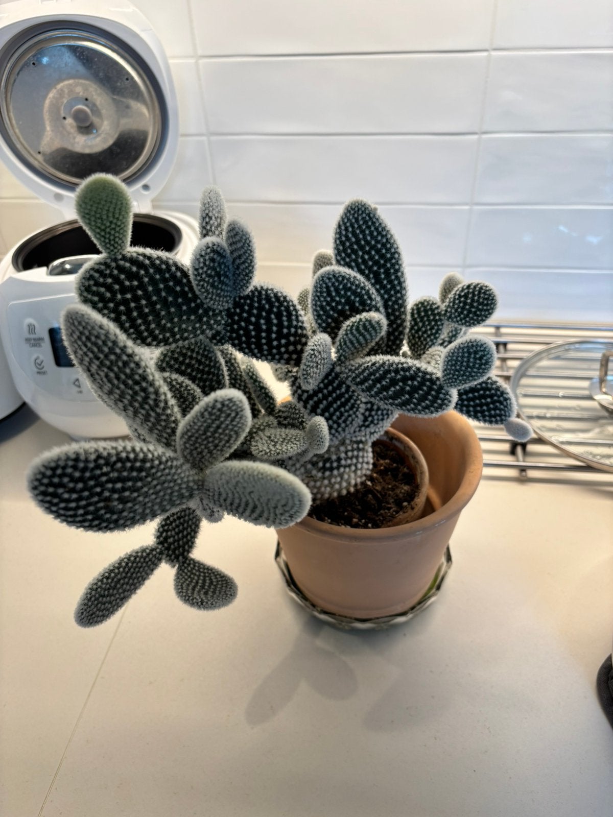 Opuntia rabbit ear cactus, Ophalen of Verzenden, Cactus, Volle zon, Minder dan 100 cm