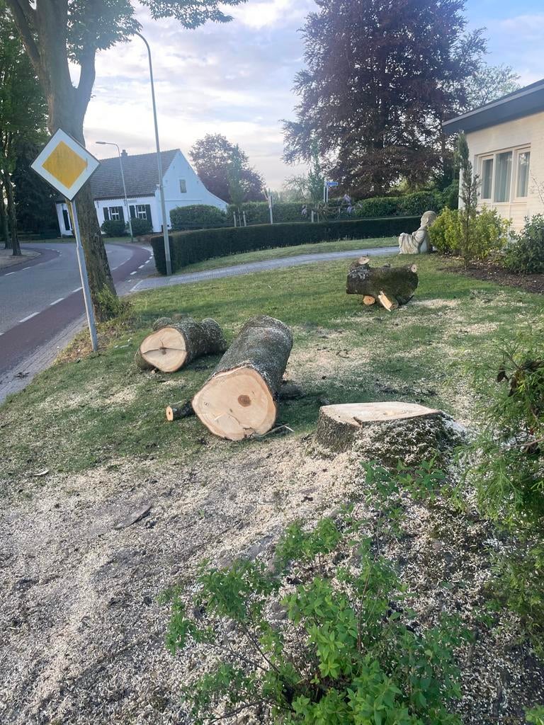 Verse boomstammen, ideaal voor brandhout of decoratie, 3 tot 6 m³, Ophalen, Overige houtsoorten, Stammen