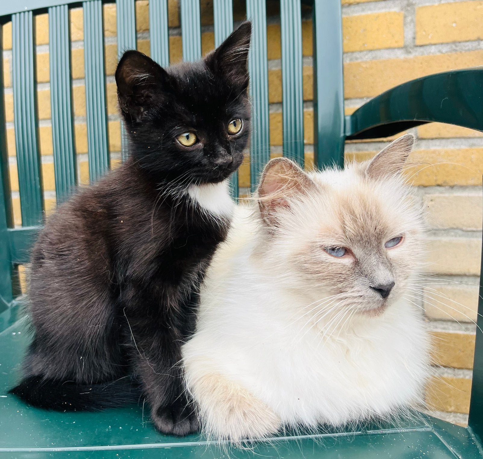 Raggdol kitten zwart!, Dieren en Toebehoren, Kater