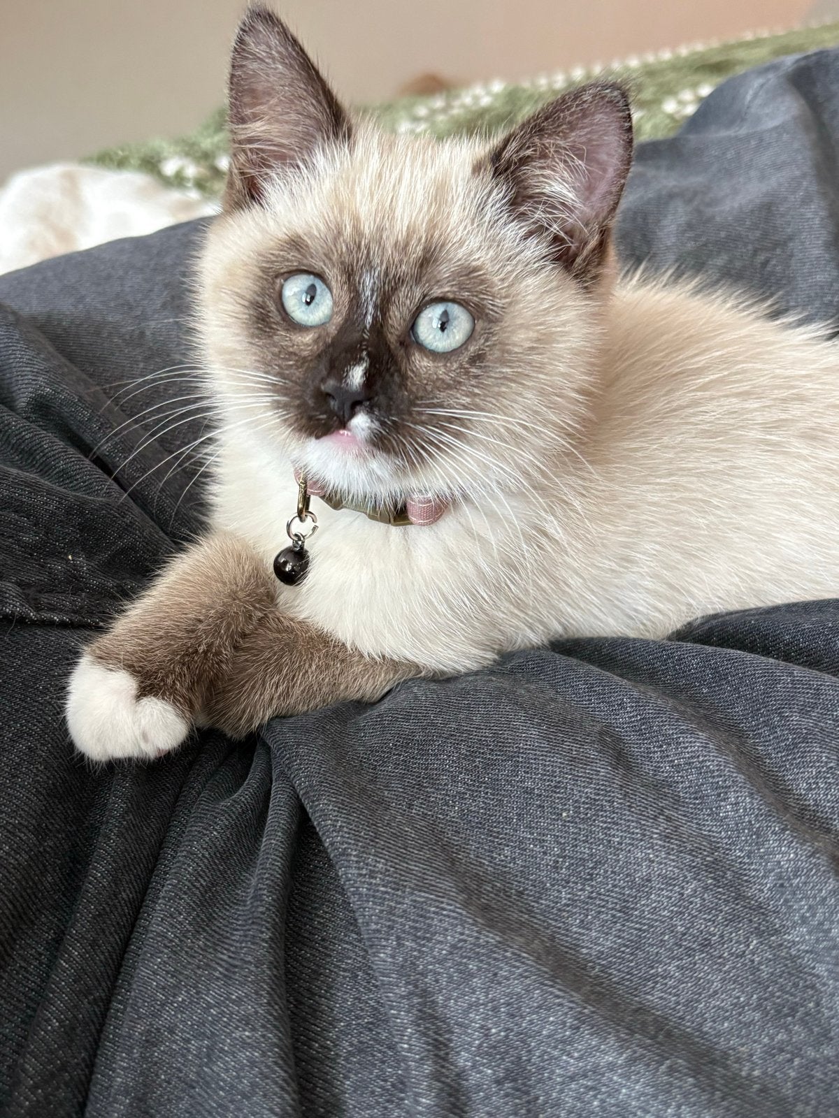 Lieve kat kruizing ragdoll, Dieren en Toebehoren, Poes, 0 tot 2 jaar