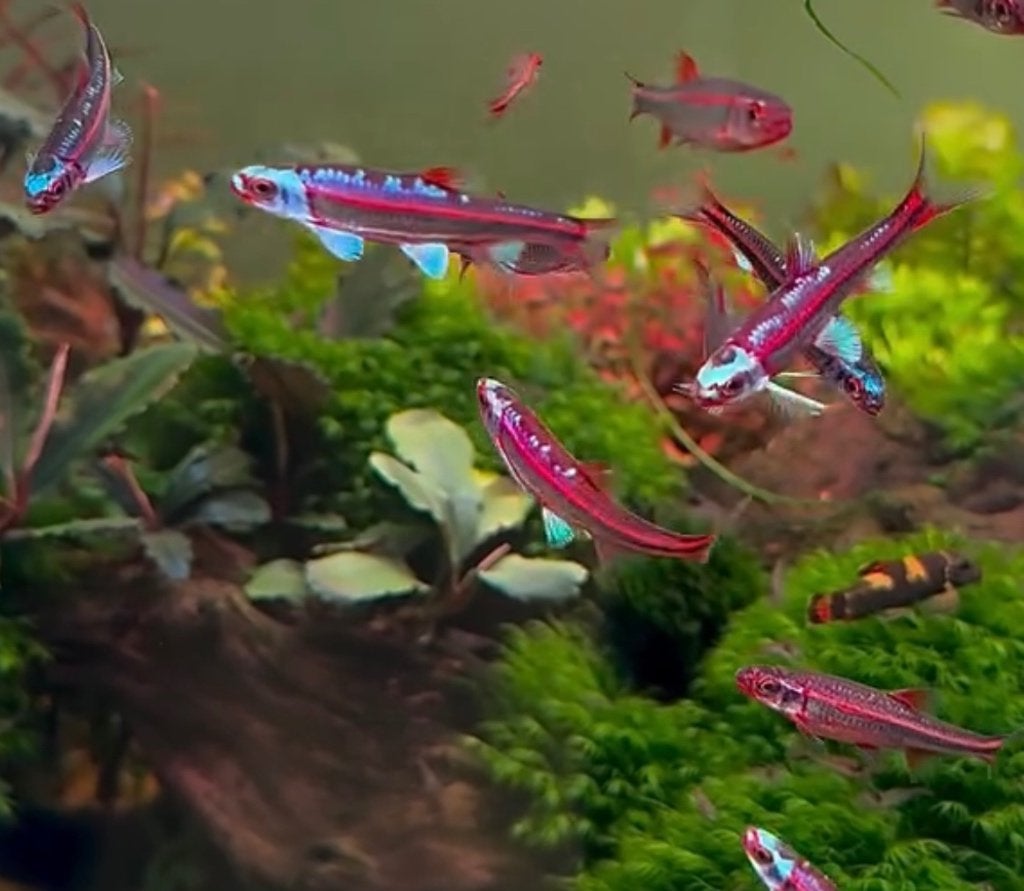 Unieke aquarium vissen! Elritsen! Tetra guppy molly zalm koi, Dieren en Toebehoren, Vis, Zoetwatervis, Schoolvis