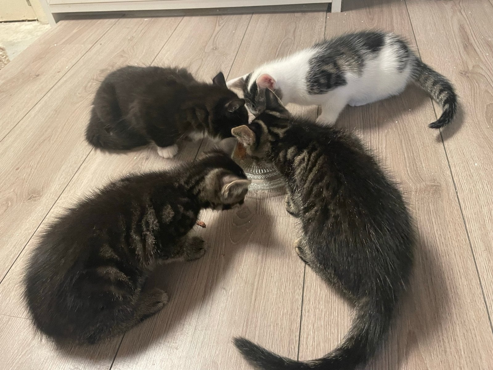 Vier schattige kittens zoeken lief nieuw thuis, Meerdere dieren