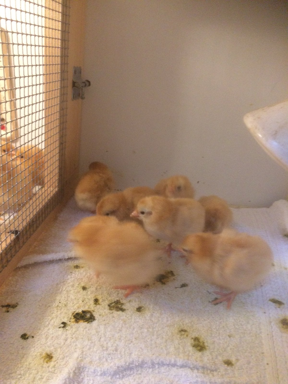 New Hampshire kriel kuikentjes, Geslacht onbekend, Kip