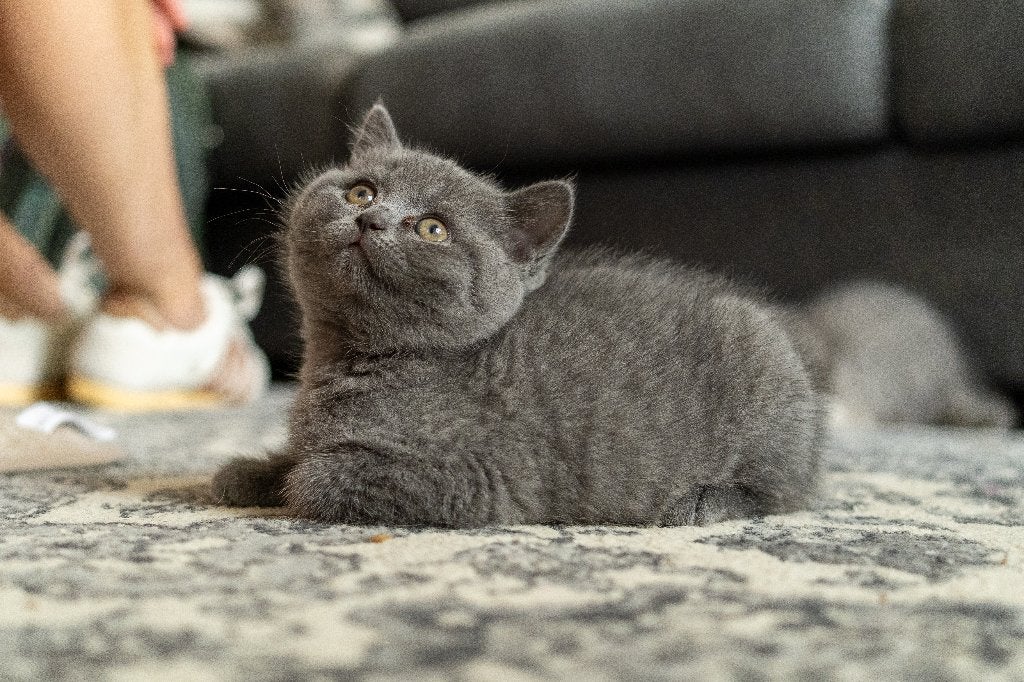 Britse korthaar kittens, Dieren en Toebehoren, Meerdere dieren, Gechipt, 0 tot 2 jaar