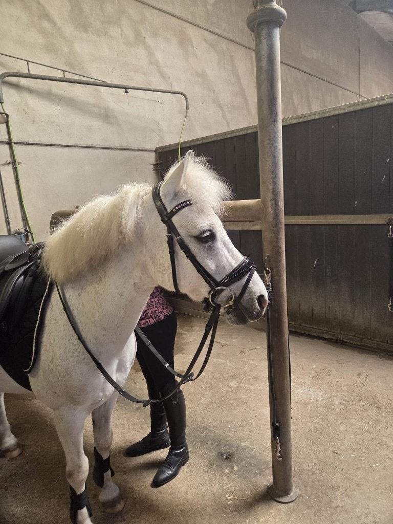 Brave allround  kinderpony, Dieren en Toebehoren, Met stamboom, Ruin, 11 jaar of ouder, Recreatiepony