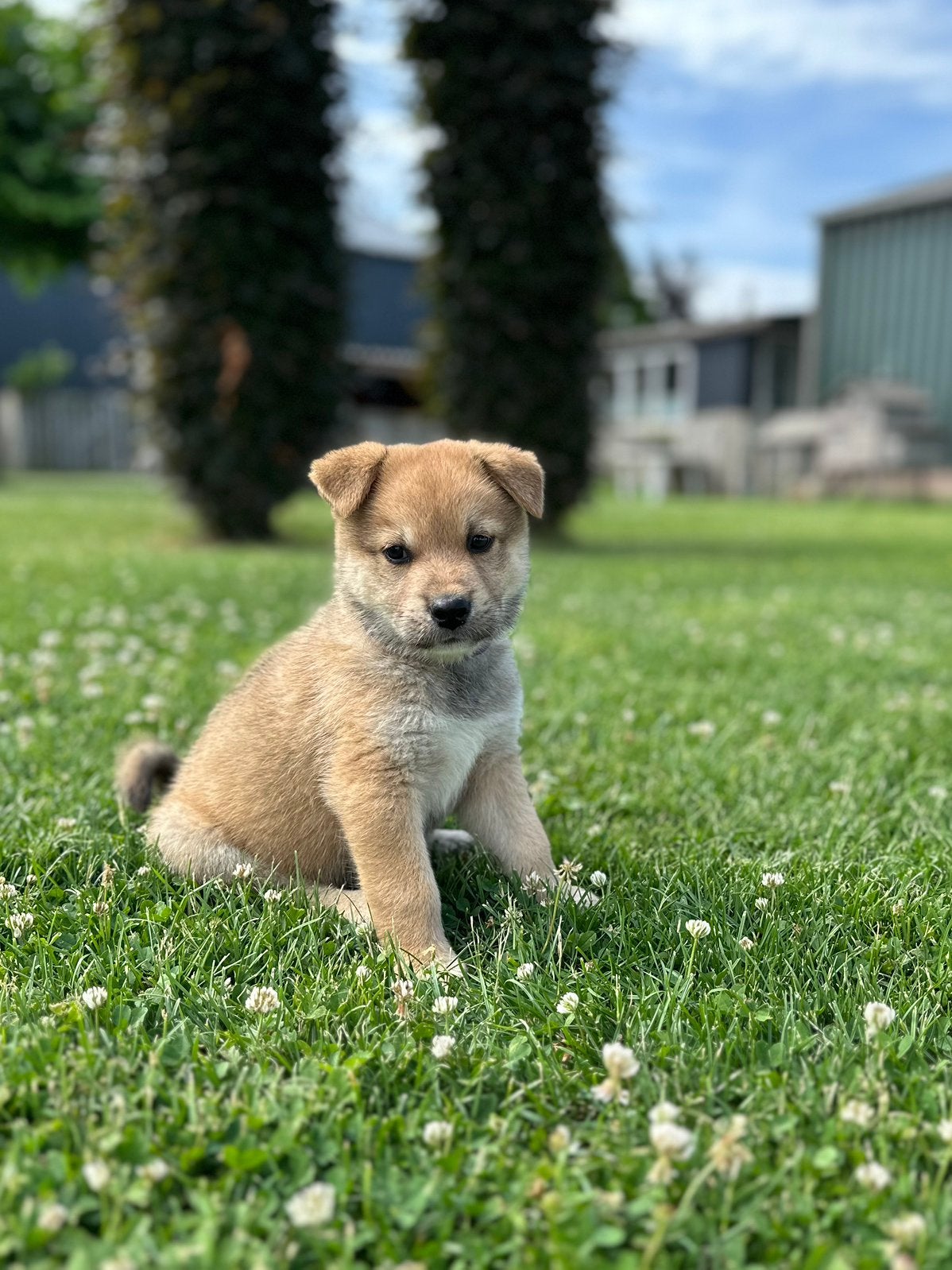 Herder x Eurasier puppy’s, Dieren en Toebehoren, Honden | Herdershonden en Veedrijvers, Parvo, 8 tot 15 weken, Meerdere, Meerdere dieren