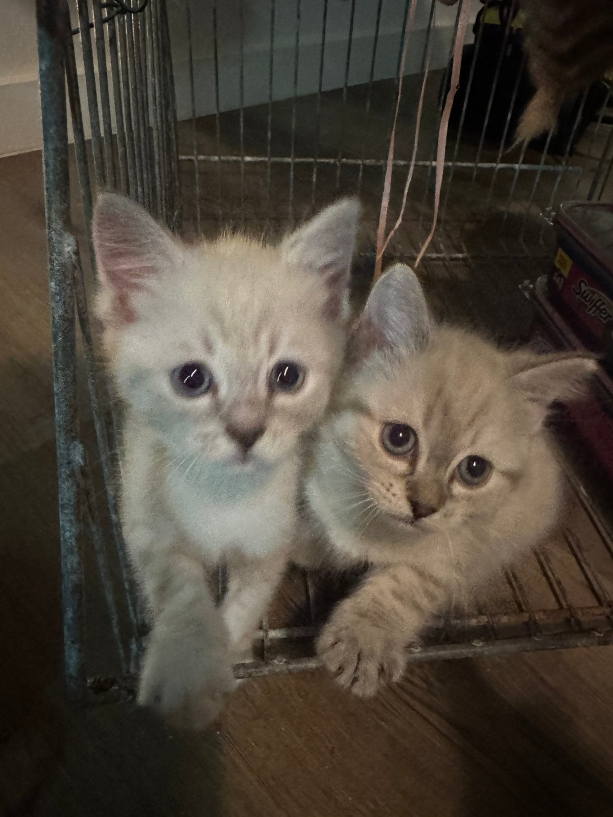 Kittens, Poes, Ontwormd