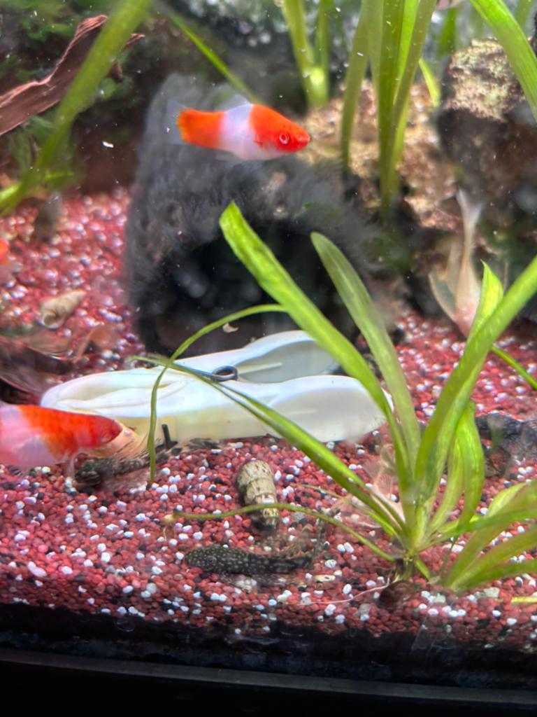 Ancistrus wildkleur. long fin, Vis, Zoetwatervis, Schoolvis