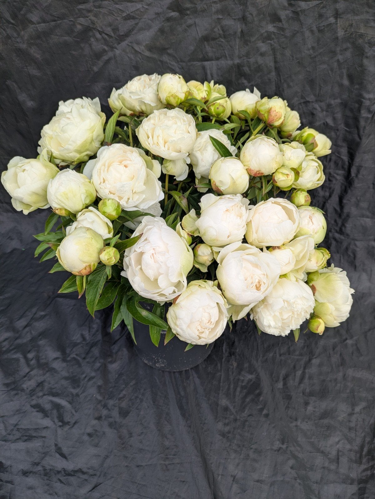 Pioenrozen Puffed Cotton, Tuin en Terras, Planten | Tuinplanten, Overige soorten, Volle zon, Vaste plant, Ophalen of Verzenden