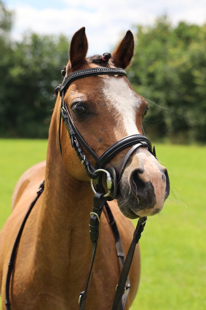 Lieve 13-jarige B-pony, met uitstraling en karakter, Dieren en Toebehoren, Met stamboom, Ruin, L, B pony (1.17m tot 1.27m)