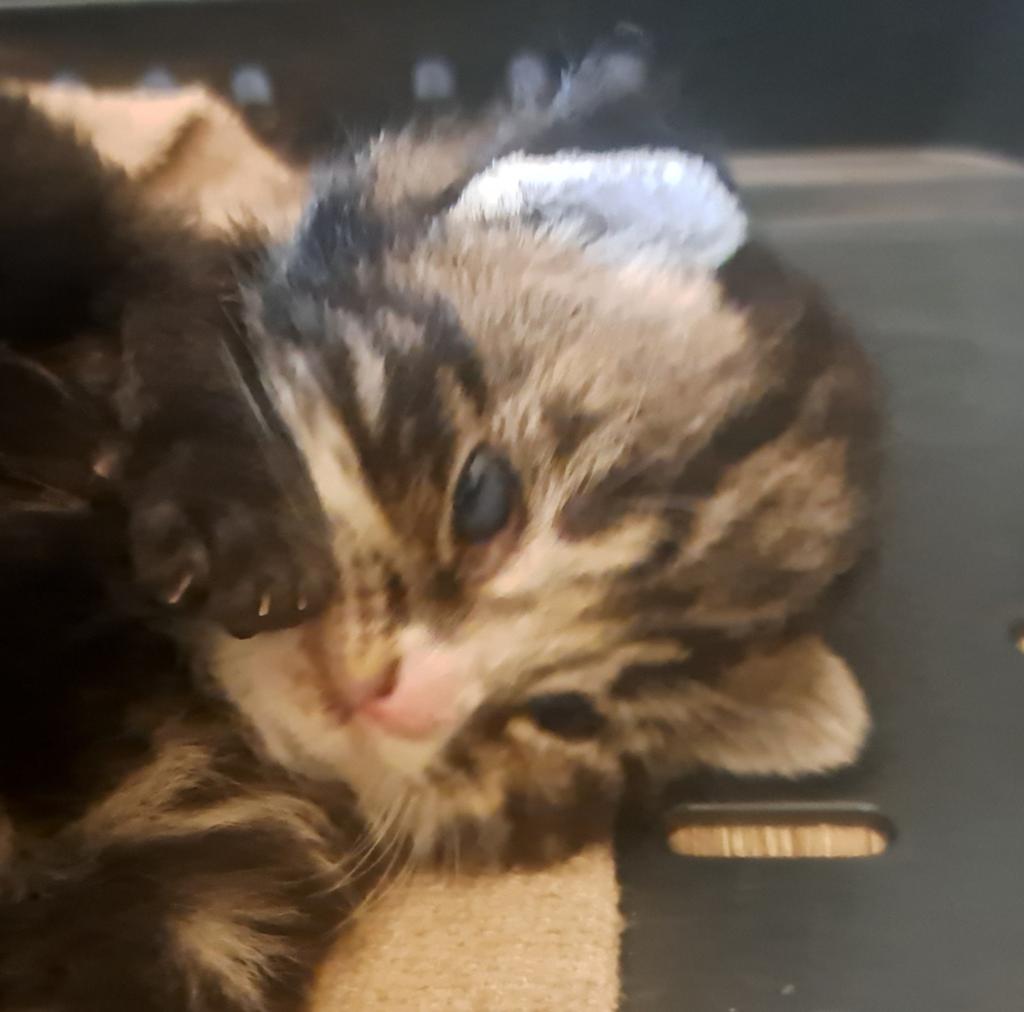 Prachtige kittens, Dieren en Toebehoren, Meerdere dieren