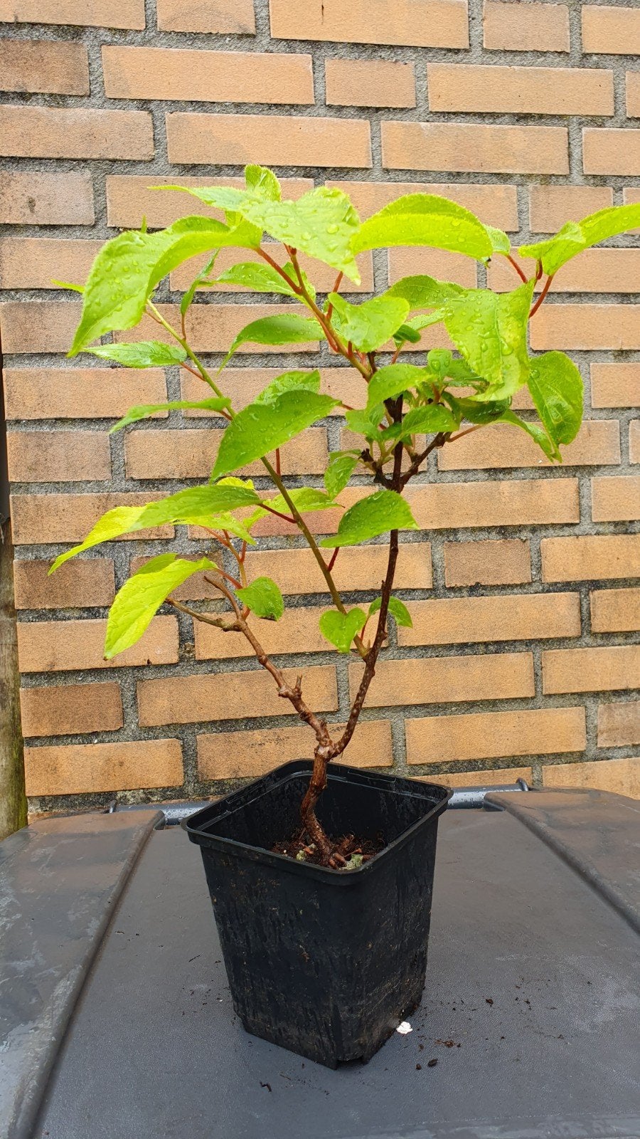 Kiwibes, Ophalen, Volle zon, Overige soorten, Minder dan 100 cm