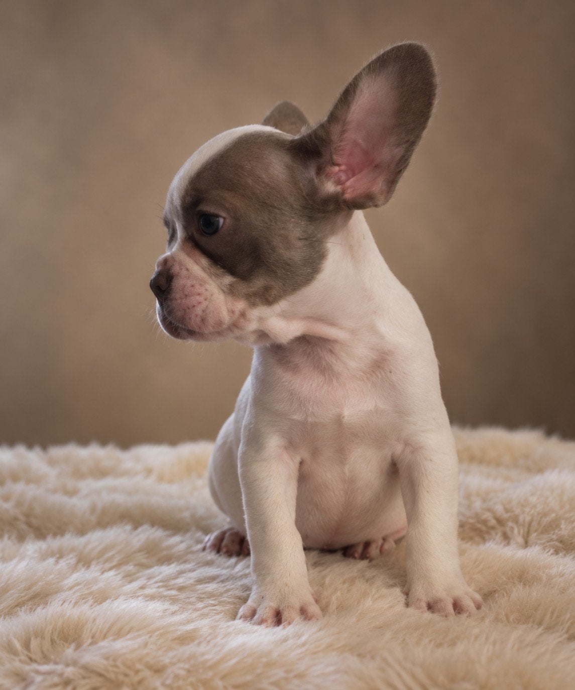 🥰 nog 2 Prachtige Franse Bulldog pups reutjes 🥰, Dieren en Toebehoren, CDV (hondenziekte), 8 tot 15 weken, Bulldog, Meerdere
