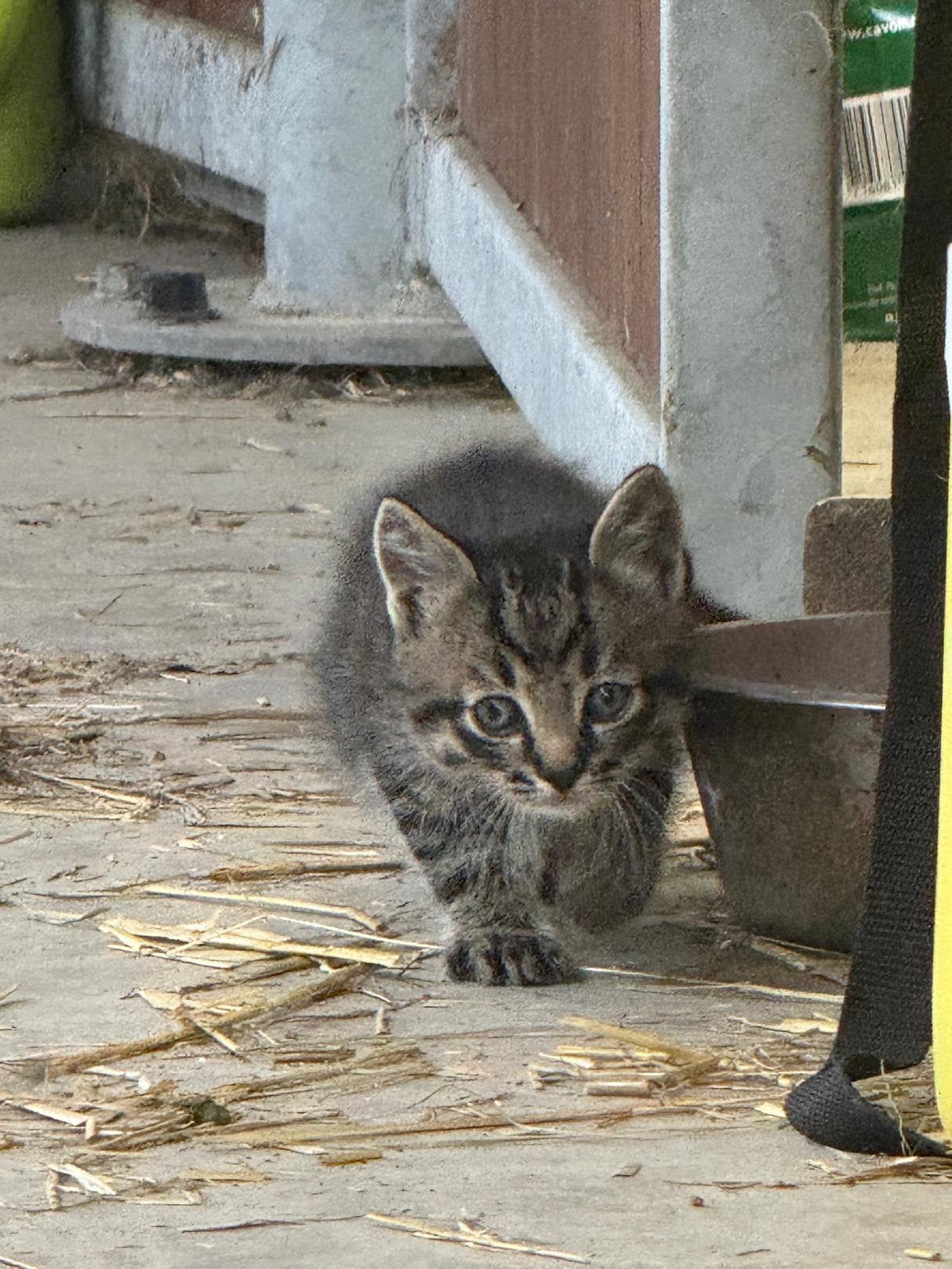 Mooie boerderij kittens, Dieren en Toebehoren, Meerdere dieren, Kortharig, 0 tot 2 jaar
