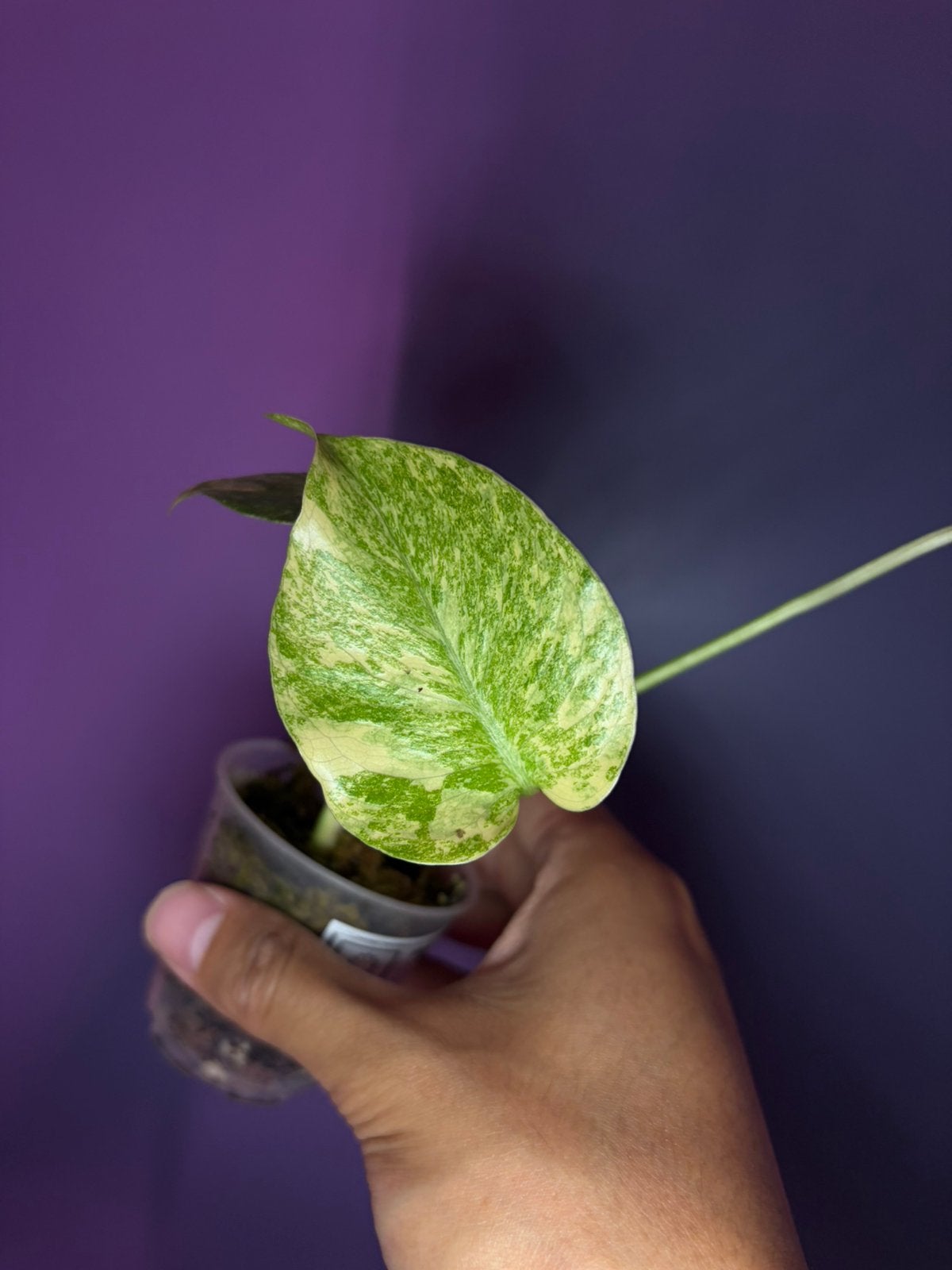 Monstera Deliciosa Legacy, Vaste plant, Ophalen of Verzenden, Bloeit niet, Halfschaduw