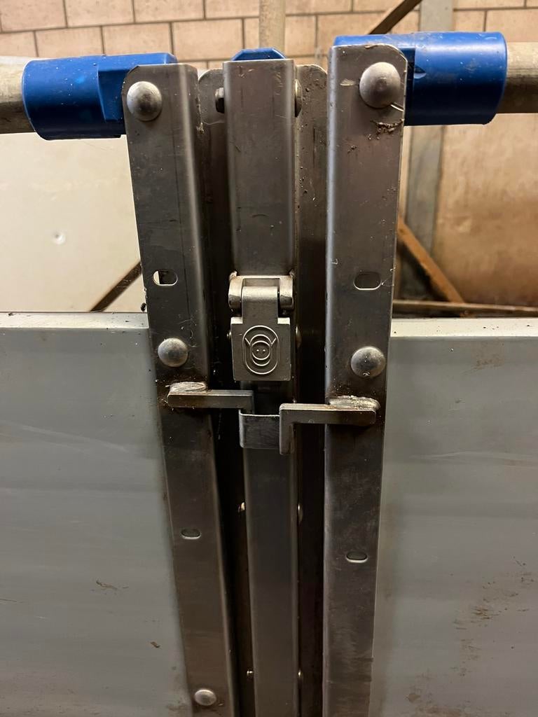 Kunstof hekken. Beton wanden. Varkens, Meerdere dieren, Schaap