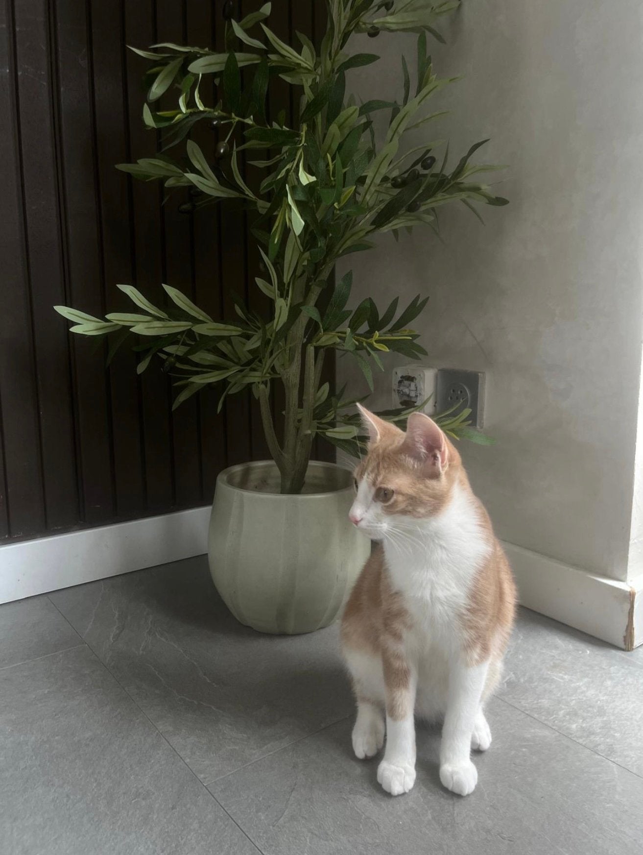 Lieve en speelse kitten