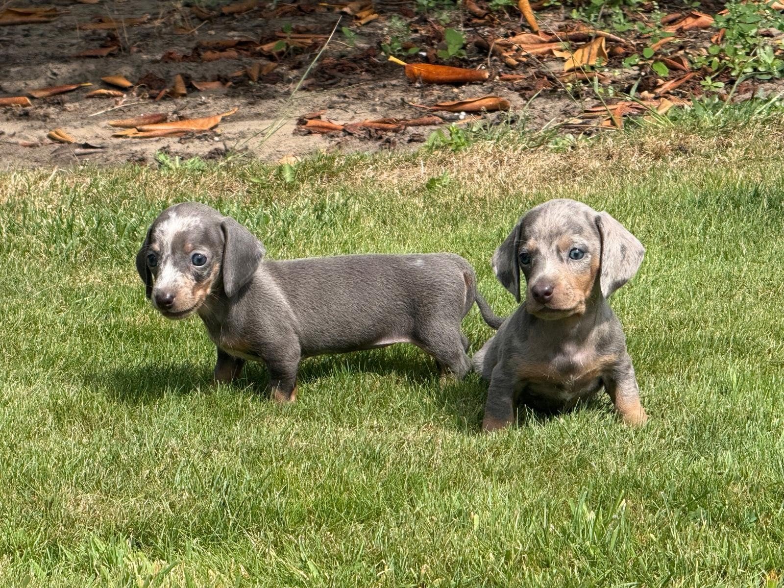 te koop tekkel teckel dwerg korthaar glad pups tekkelpups, Dieren en Toebehoren, Honden | Teckels en Dashonden, Parvo, 8 tot 15 weken