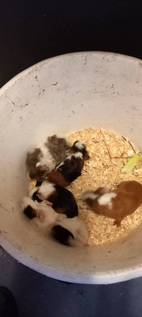 Jonge cavia s, Dieren en Toebehoren, Knaagdieren, Augustus, Meerdere dieren, Cavia