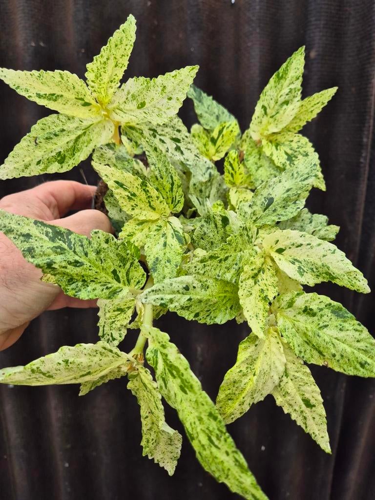 Pellionia Repens Variegata p12