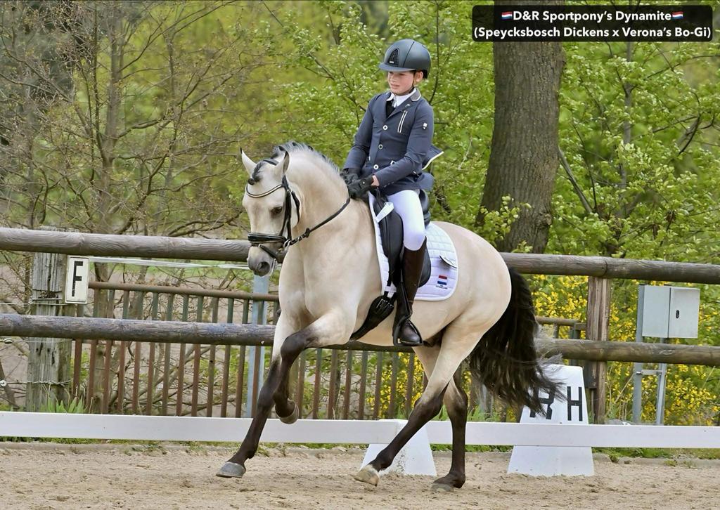 Meerdere goedgekeurde ponyhengsten, Dieren en Toebehoren, Hengst
