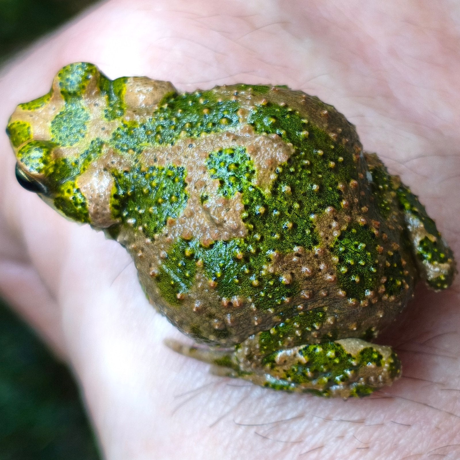 Bufo brongersmai, Dieren en Toebehoren, Reptielen en Amfibieën, 0 tot 2 jaar
