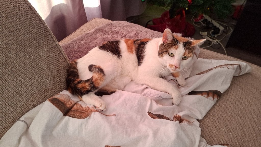 Vermist lapjespoes, Kat