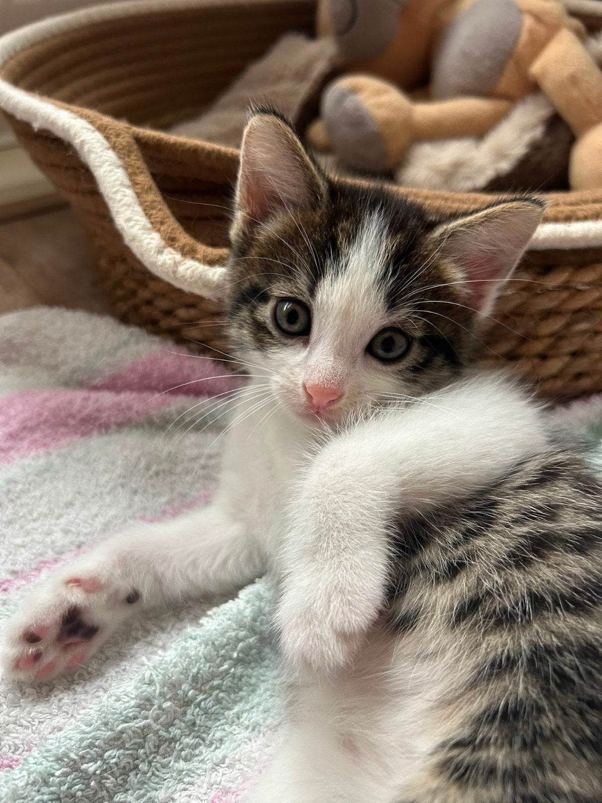 Superlieve kitten te koop!, Poes, Kortharig, 0 tot 2 jaar
