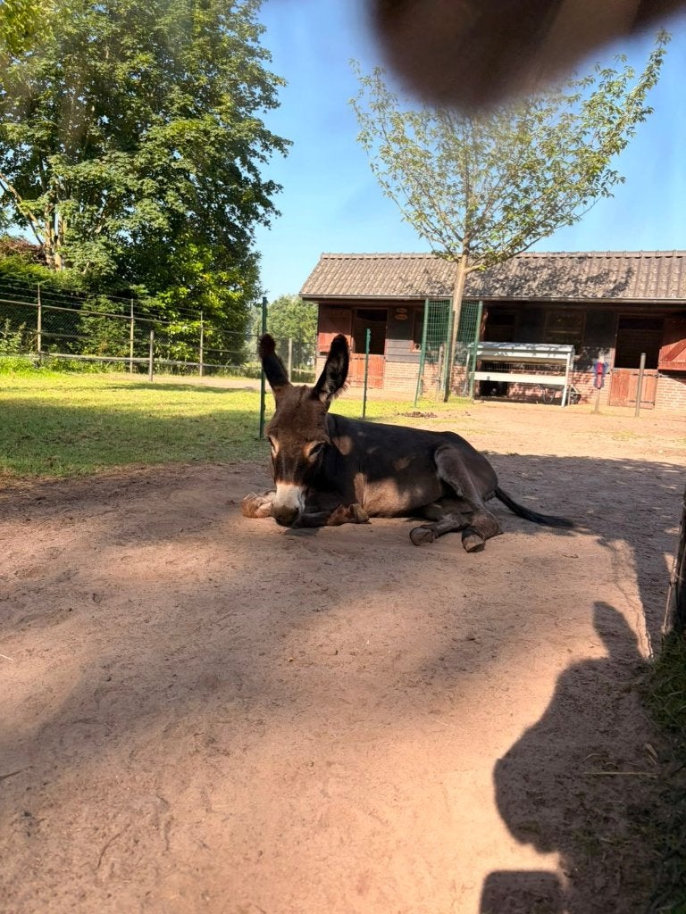 Mini ezel, Dieren en Toebehoren, Overige Dieren, Augustus, Vrouwelijk